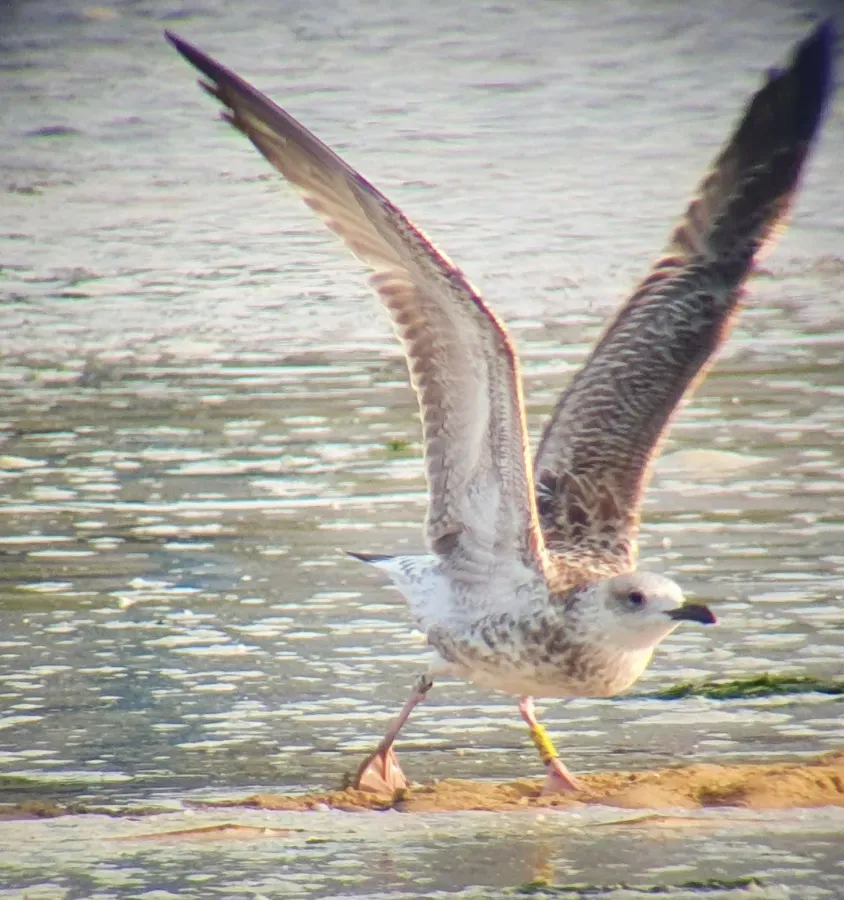 File:Larus cachinnans 420511520.jpg