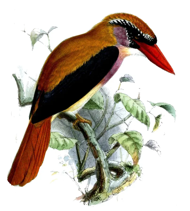 File:CitturaSanghirensisKeulemans.jpg