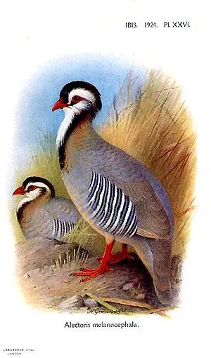 File:Alectoris melanocephala by Henrik Grönvold.jpg