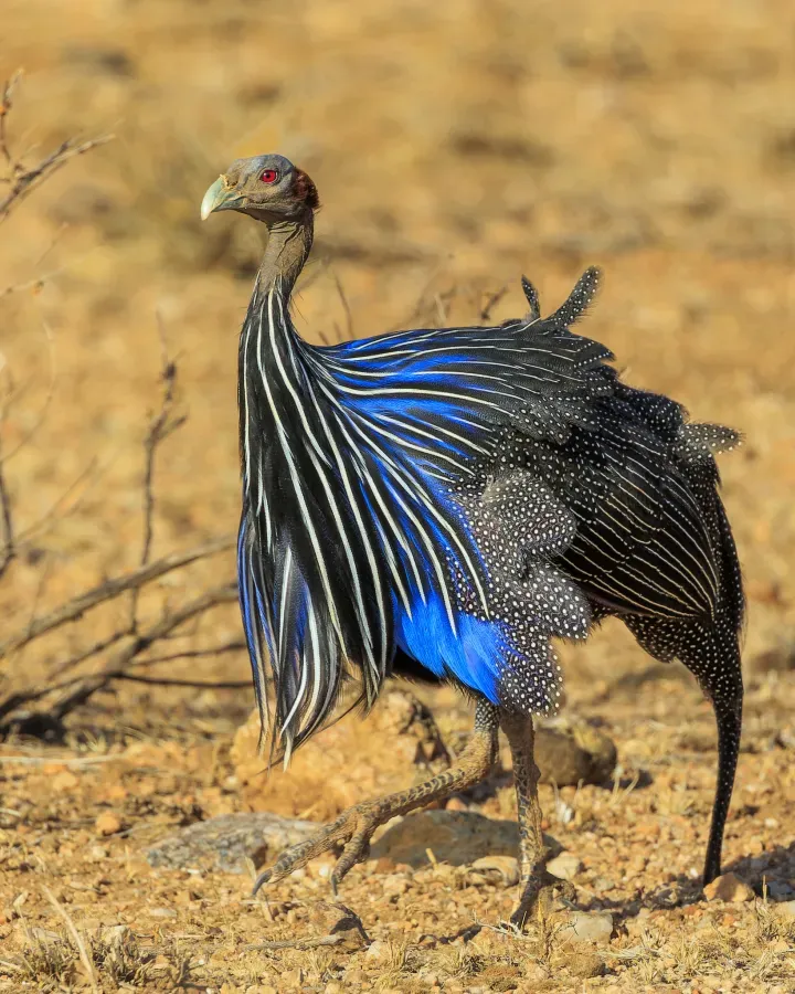 File:Acryllium vulturinum 370279390.jpg