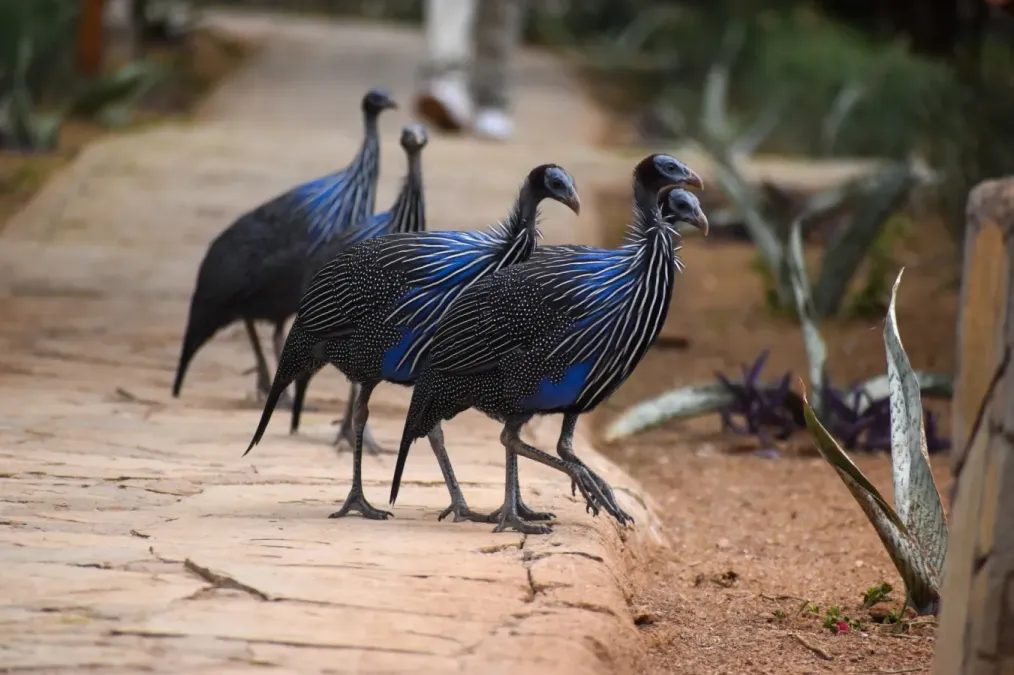 File:Acryllium vulturinum 431568323.jpg