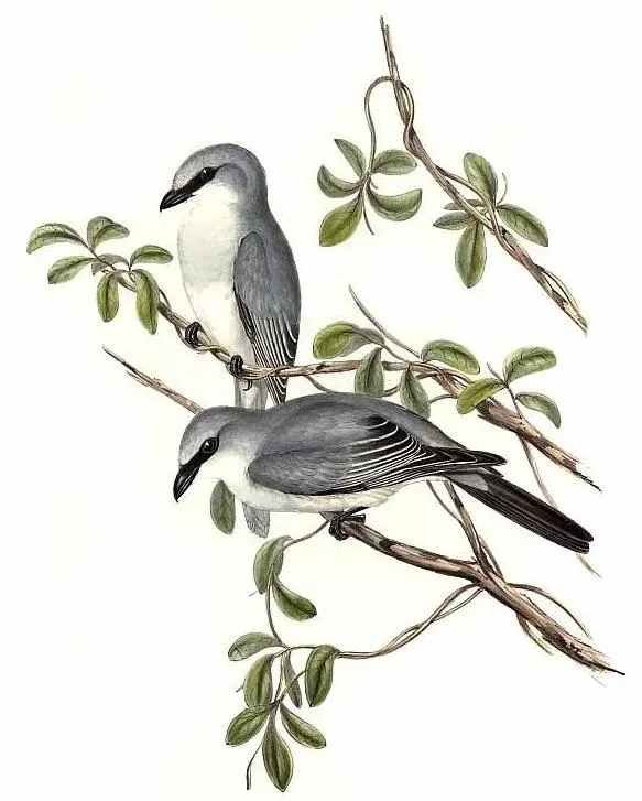 File:Coracina papuensis by John Gould.jpg