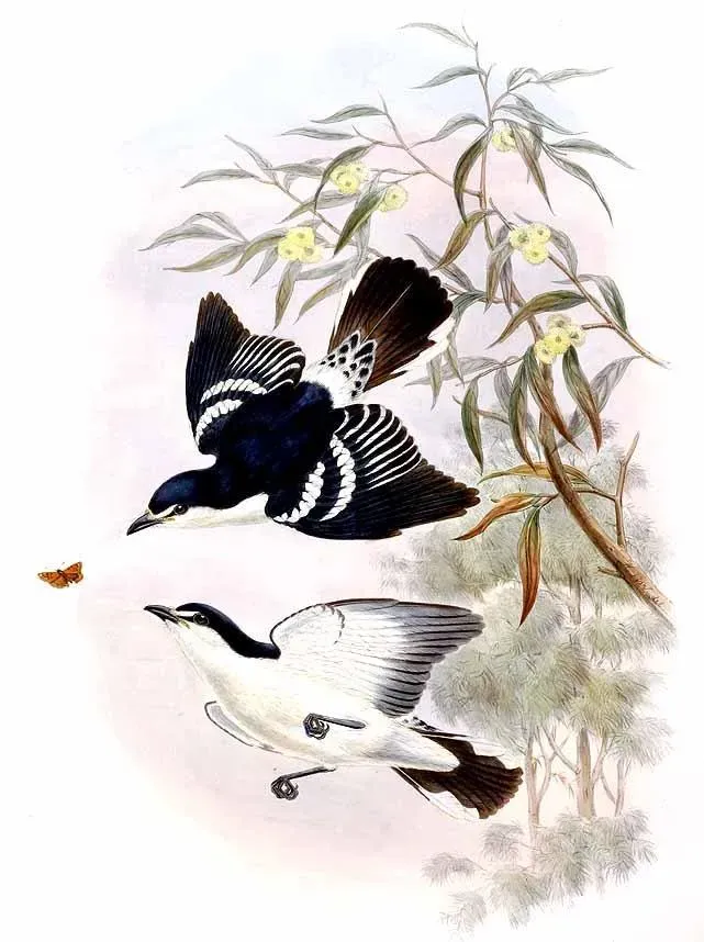 File:Lalage moesta by John Gould.jpg
