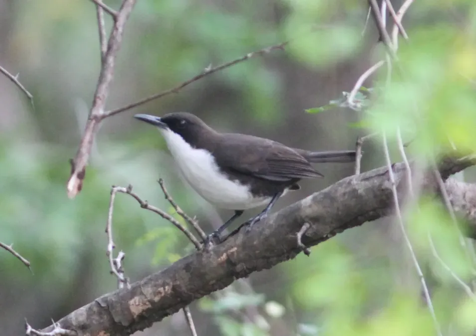 File:Ramphocinclus brachyurus (cropped).jpg