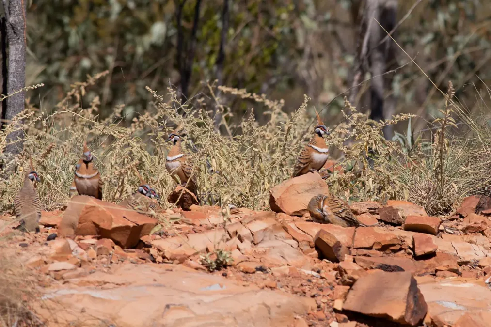 File:Geophaps plumifera leucogaster near Mount Isa, north-west Queensland, Australia (84948465).jpg