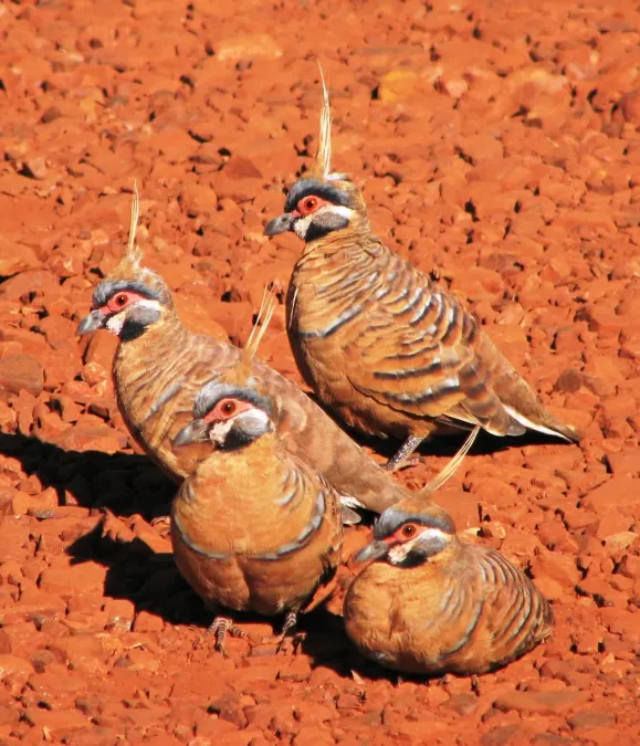 File:Geophaps plumifera ferruginea in Karijini, Western Australia (229886225).jpg