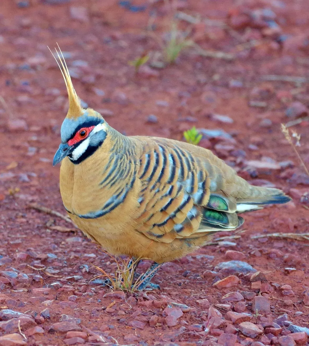 File:Geophaps plumifera ssp. ferruginea in Karijini National Park, Western Australia (18965290).jpg