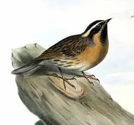 File:Prunella atrogularis by John Gould 1.jpg