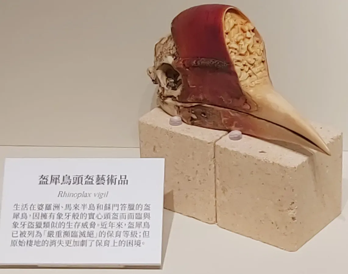 File:Rhinoplax vigil 盔犀鳥頭盔藝術品 20241024.jpg