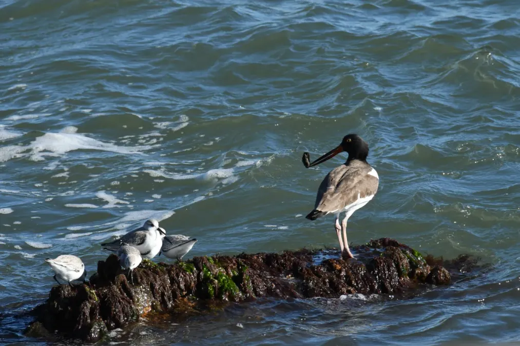 File:Haematopus palliatus DSC 5570.jpg