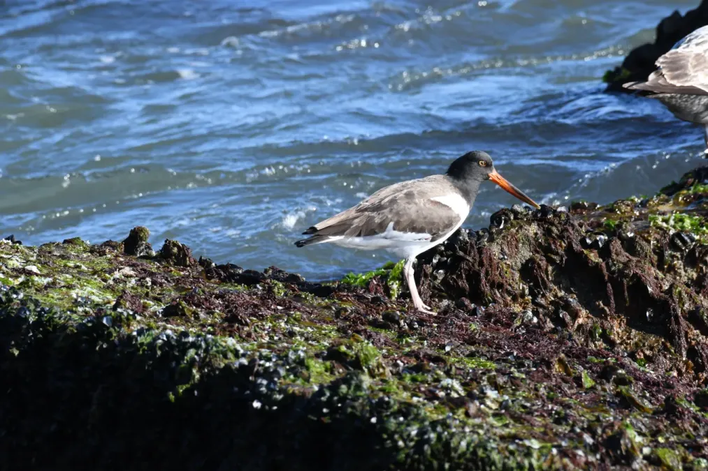 File:Haematopus palliatus DSC 5667.jpg