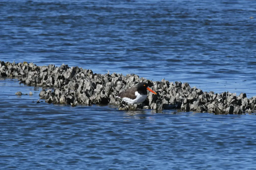 File:Haematopus palliatus DSC 4871.jpg