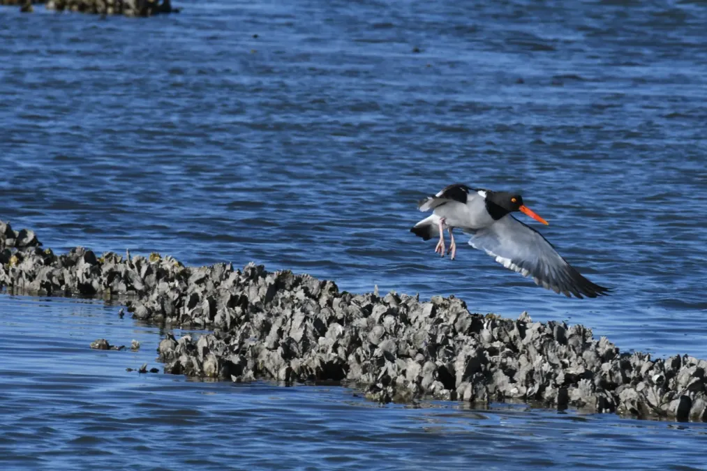File:Haematopus palliatus DSC 4886.jpg
