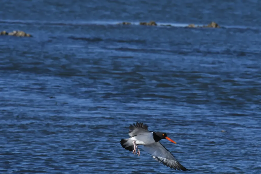 File:Haematopus palliatus DSC 4887.jpg