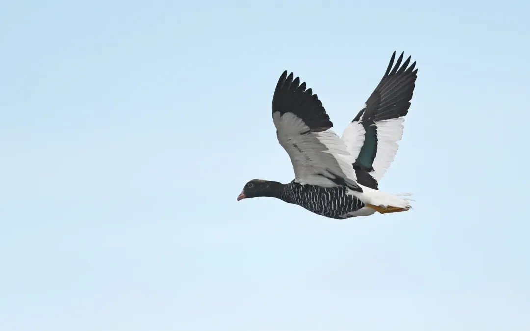 File:Chloephaga hybrida 380910444.jpg