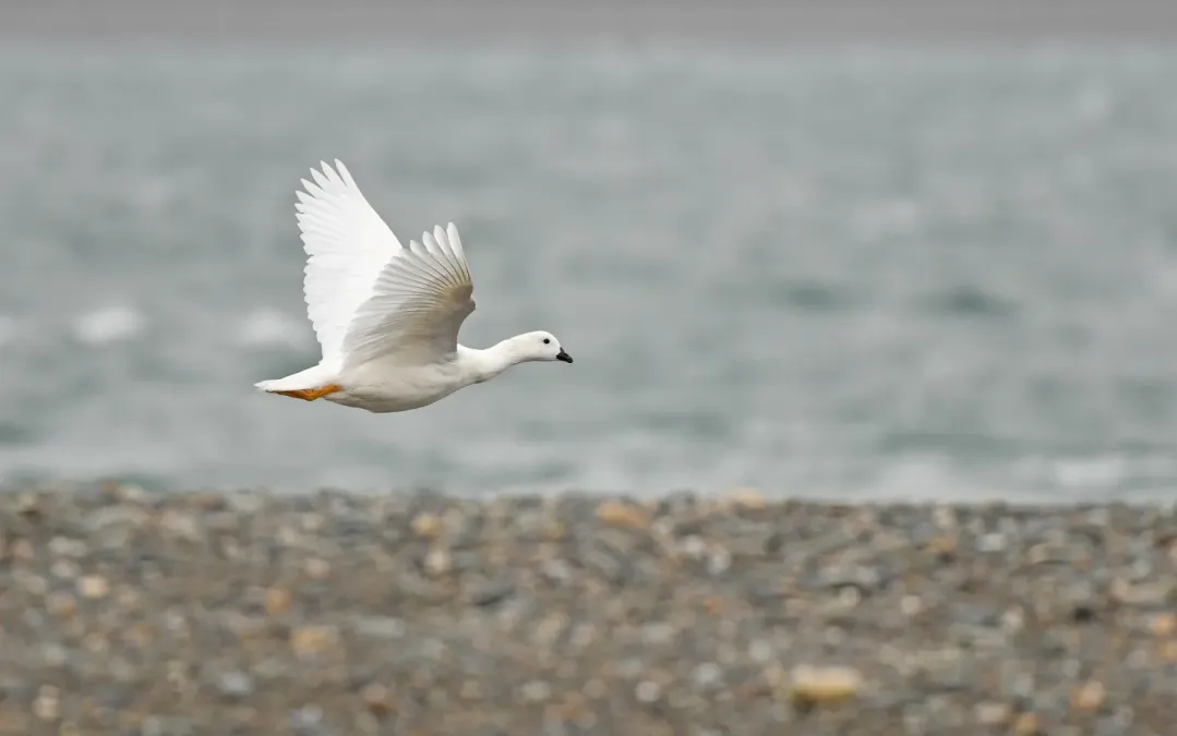 File:Chloephaga hybrida 380910390.jpg