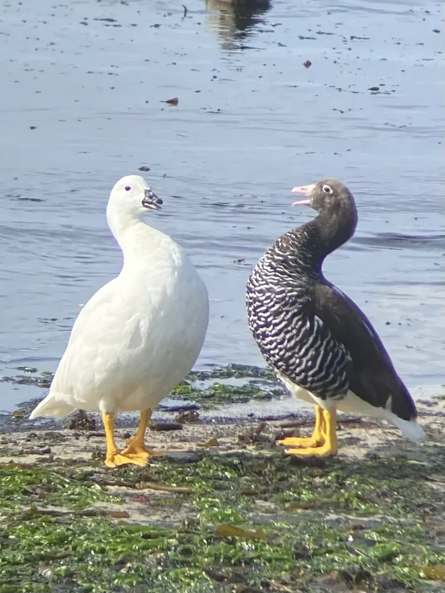 File:Chloephaga hybrida 356092696.jpg