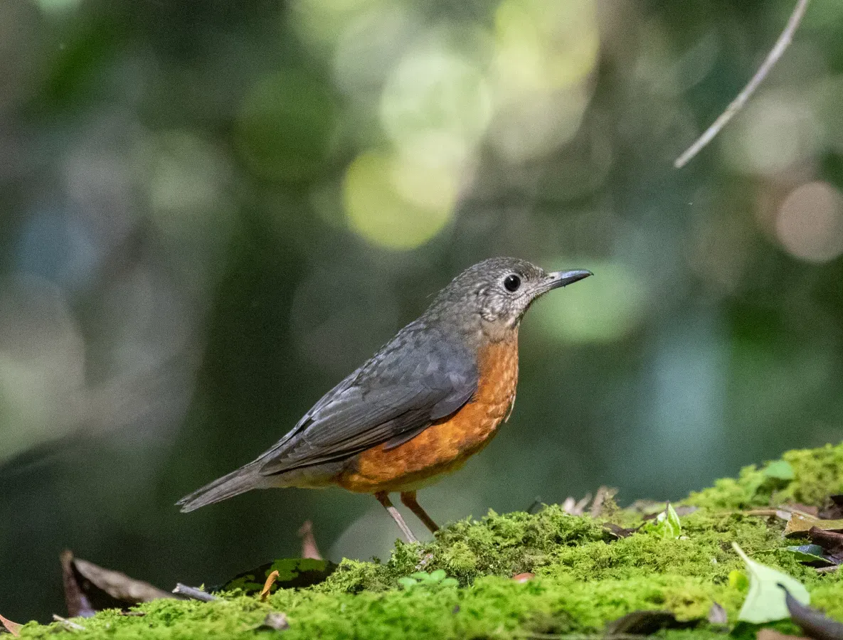 File:Zoothera everetti (Everett's thrush).jpg