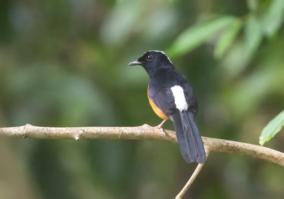 File:White-crowned shama (Copsychus stricklandii).jpg