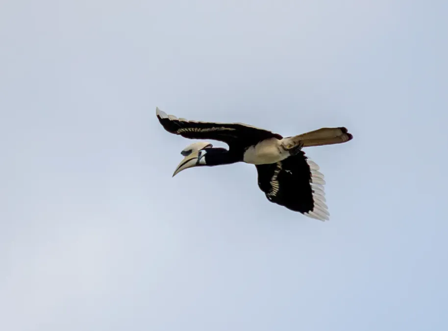 File:Flying oriental pied hornbill (Anthracoceros albirostris).jpg