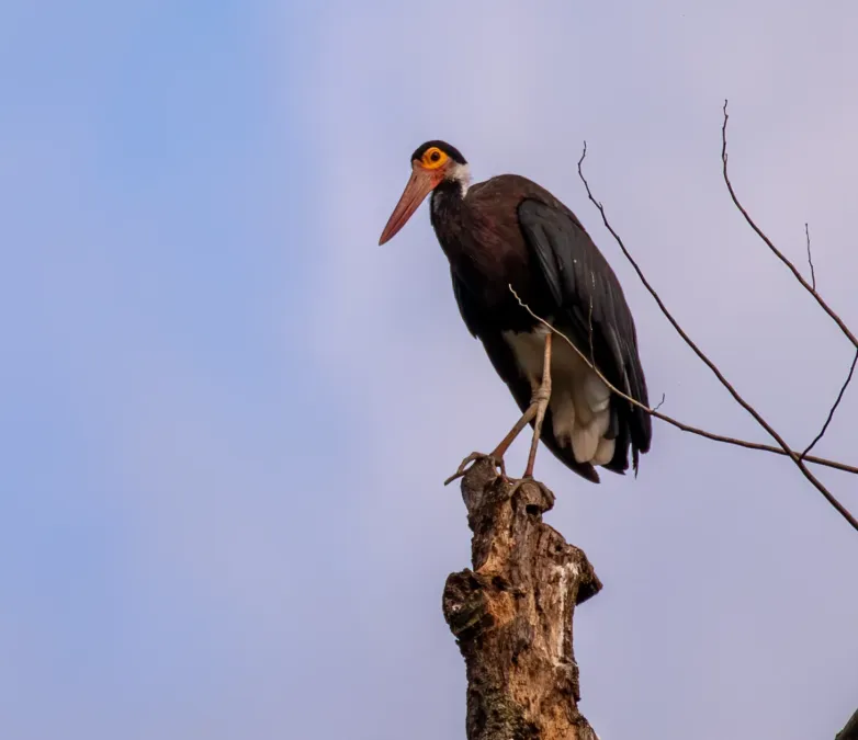 File:Storm's stork (Ciconia stormi).jpg