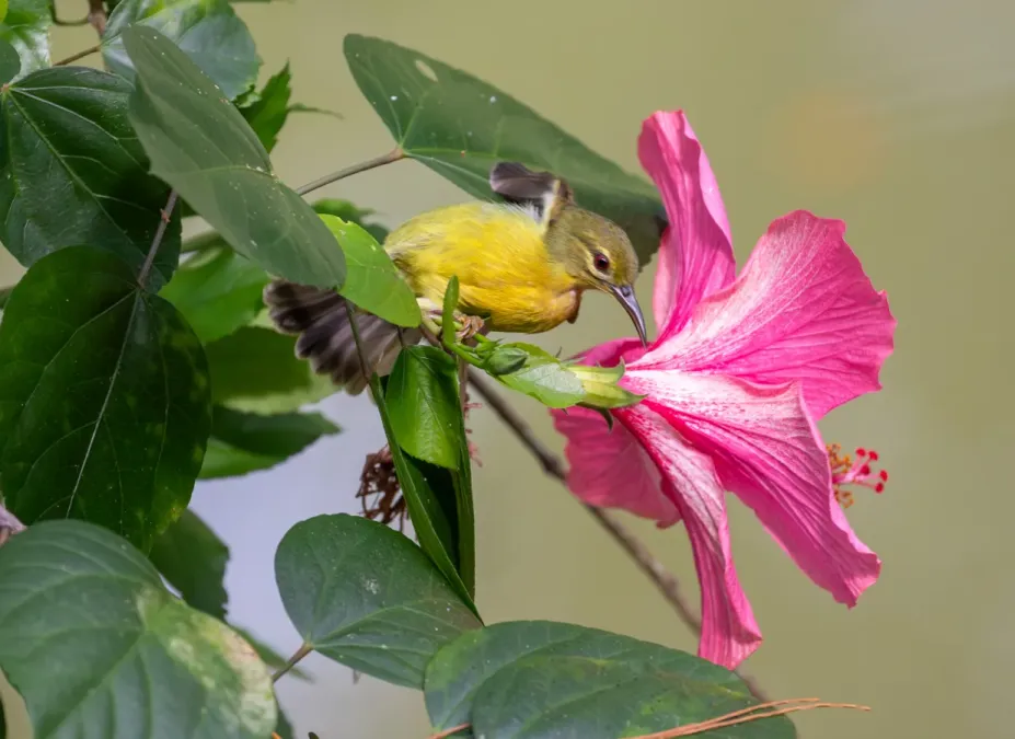 File:Female garden sunbird (Cinnyris jugularis).jpg