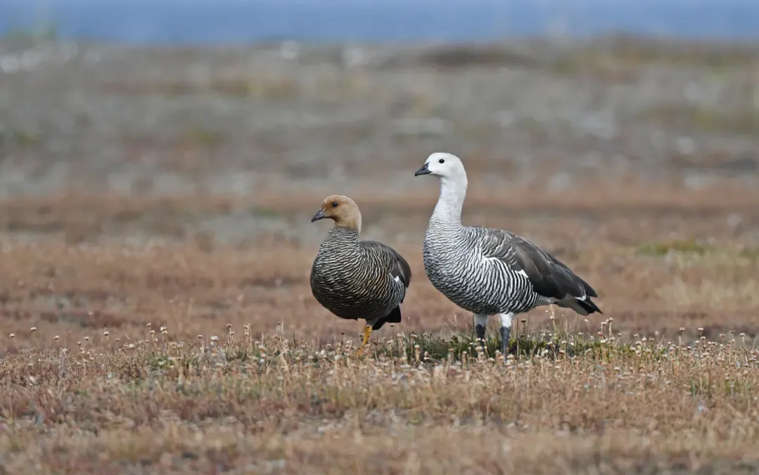 File:Chloephaga picta 379621719.jpg