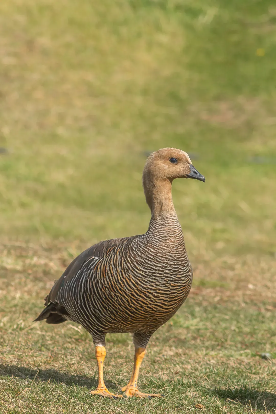 File:Chloephaga picta 424577568.jpg
