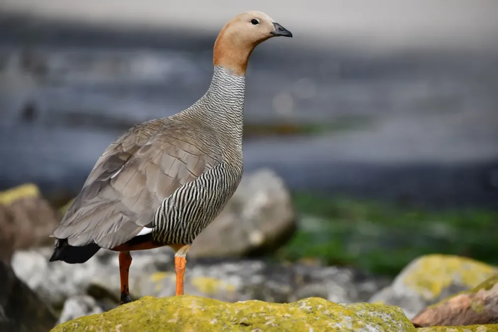 File:Chloephaga rubidiceps 368996038.jpg