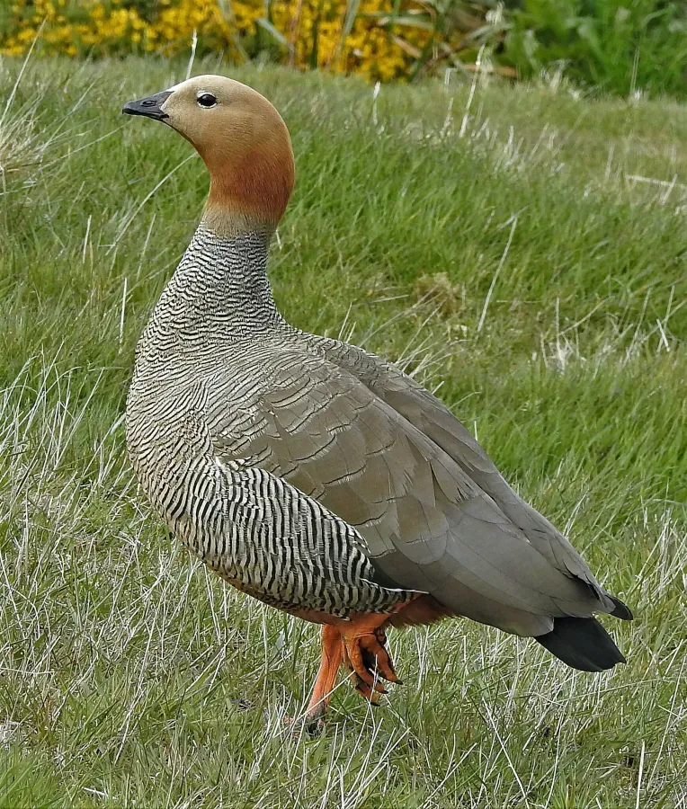 File:Chloephaga rubidiceps 254676848.jpg