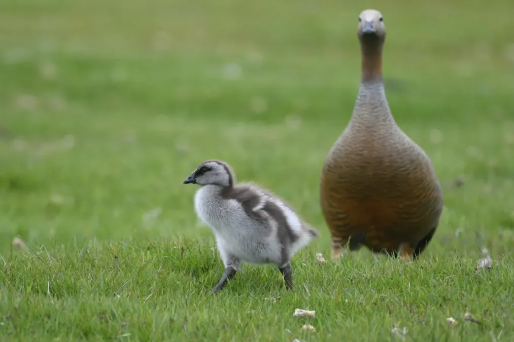File:Chloephaga rubidiceps 248869732.jpg