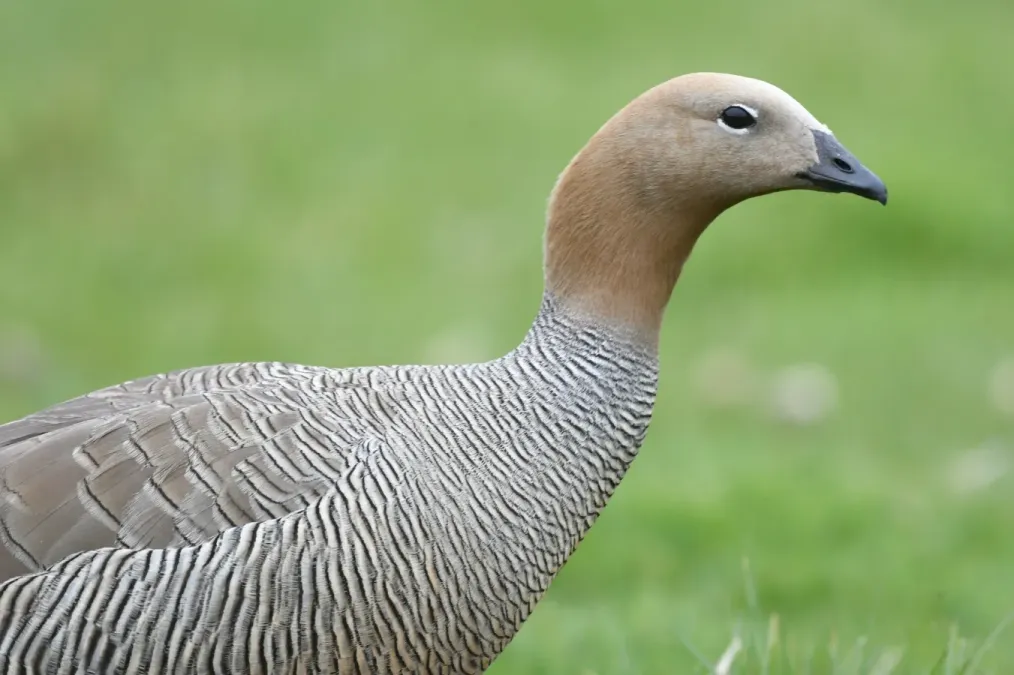 File:Chloephaga rubidiceps 248869749.jpg