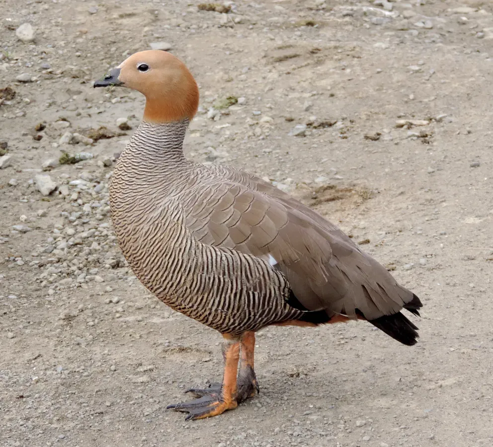 File:Chloephaga rubidiceps 55122768.jpg