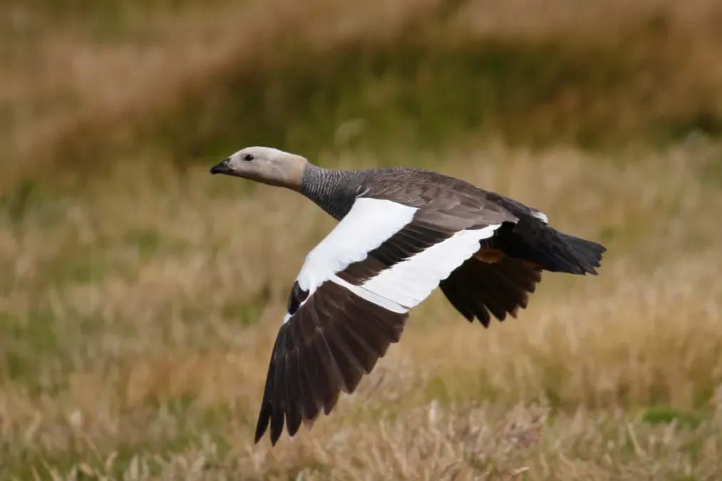 File:Chloephaga rubidiceps 181346419.jpg
