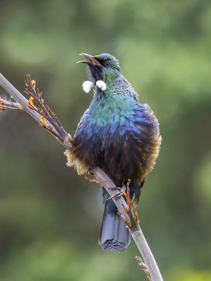 File:Tui (Prosthemadera novaeseelandiae) Tiritiri Matangi.jpg