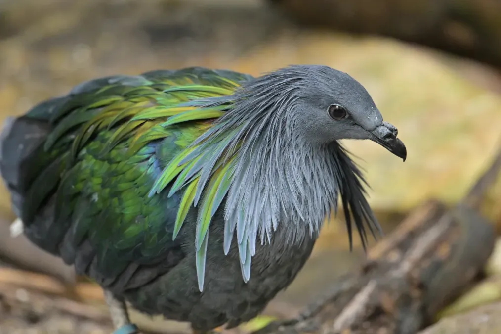 File:Nicobar Pigeon (Caloenas nicobarica).jpg