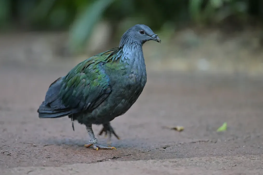File:Nicobar Pigeon(Caloenas nicobarica).jpg
