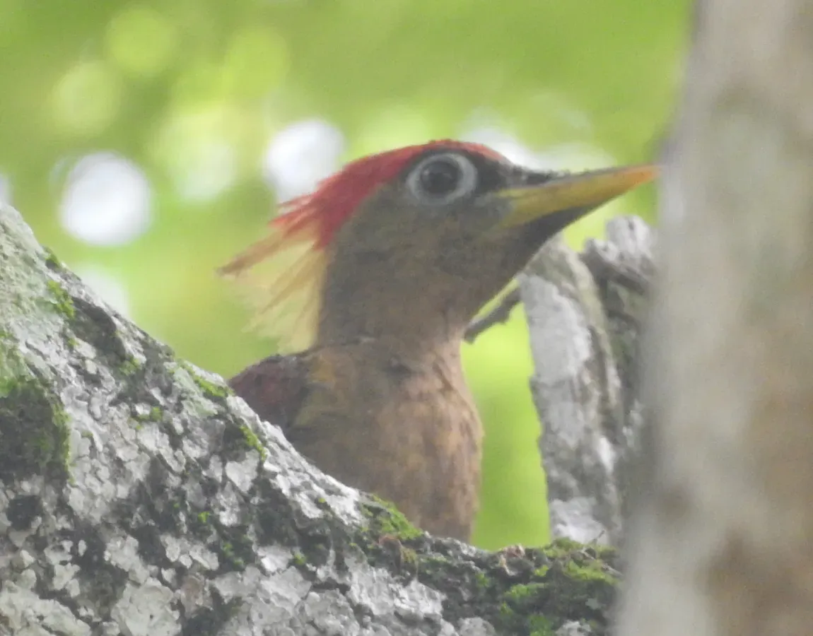 File:Picus puniceus 75870584.jpg