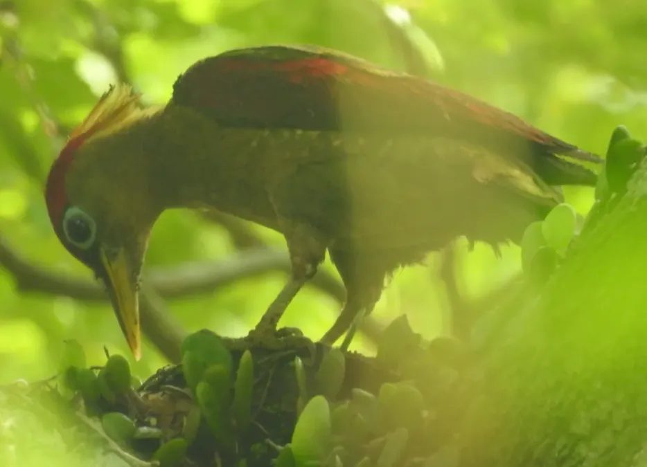 File:Picus puniceus 75870607.jpg