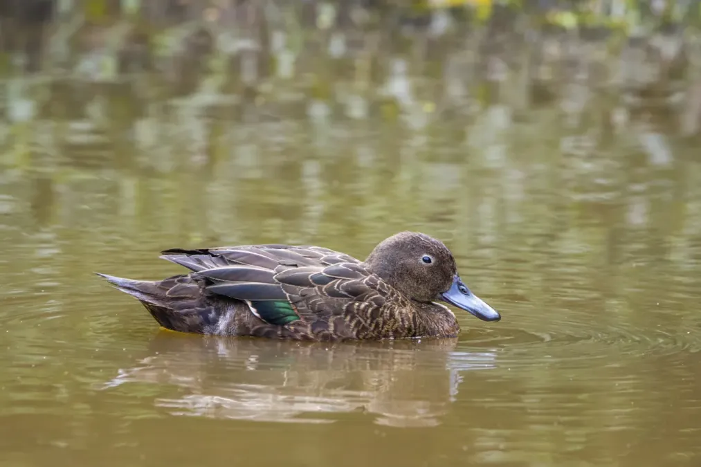 File:Brown teal (Anas chlorotis) Tiritiri Matangi.jpg