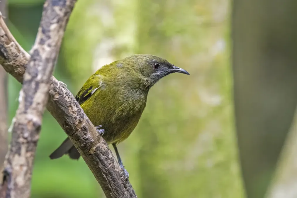 File:New Zealand bellbird (Anthornis melanura) male Tiritiri Matangi 2.jpg