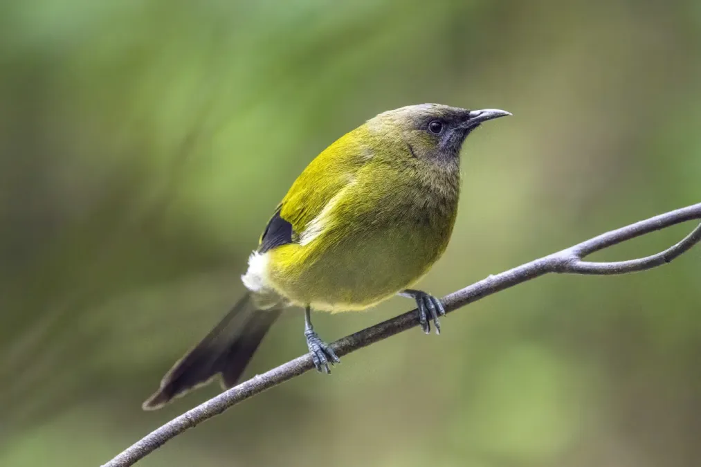 File:New Zealand bellbird (Anthornis melanura) male Tiritiri Matangi.jpg