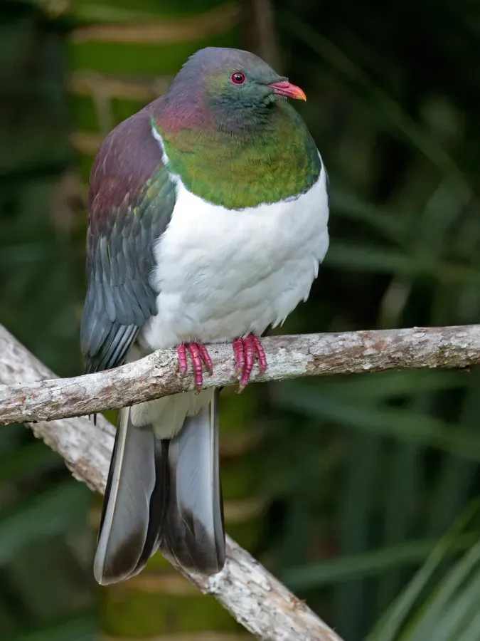 File:New Zealand pigeon (Hemiphaga novaeseelandiae) Waitakere.jpg