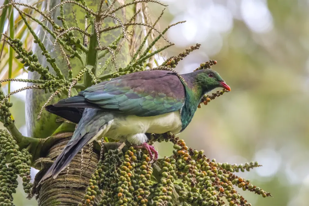 File:New Zealand pigeon (Hemiphaga novaeseelandiae) on nikau (Rhopalostylis sapida) Waitakere.jpg