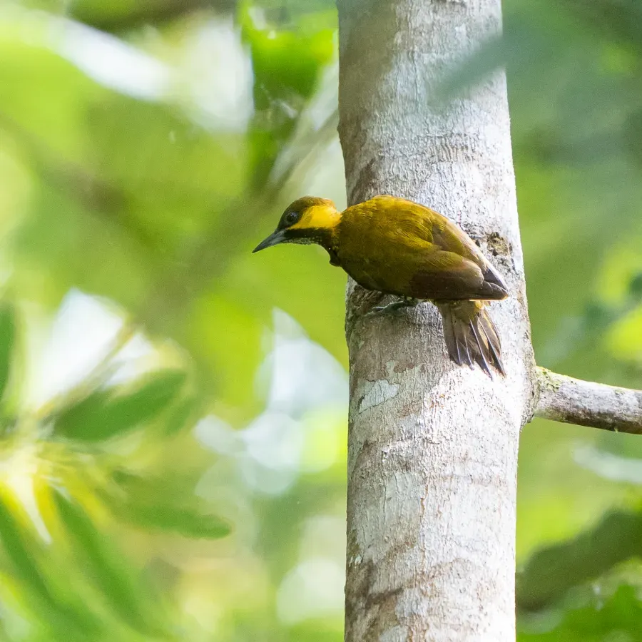 File:Piculus litae 351654214.jpg