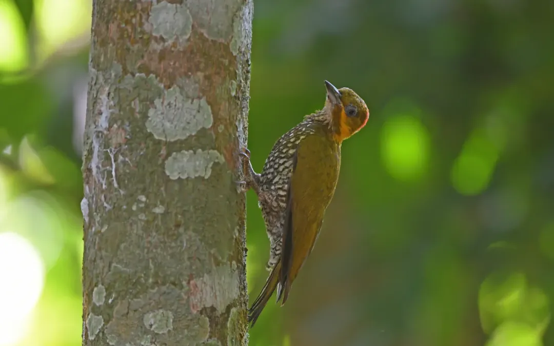 File:Piculus leucolaemus 444770074.jpg