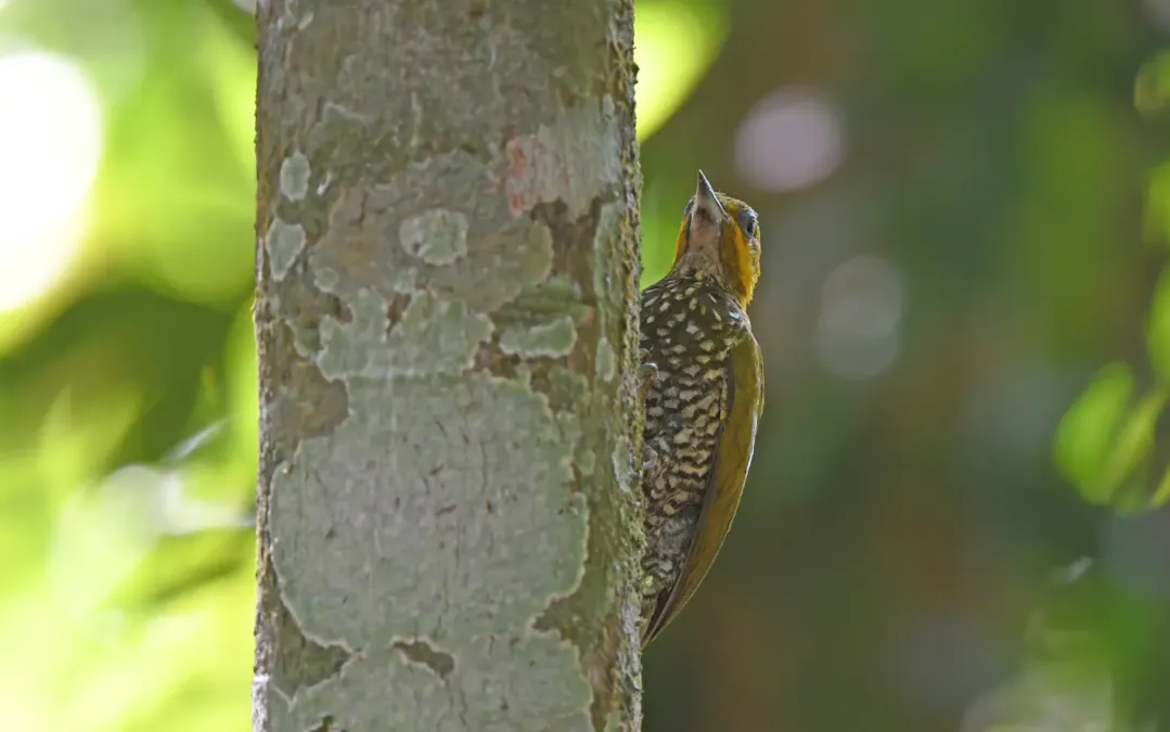 File:Piculus leucolaemus 444770071.jpg