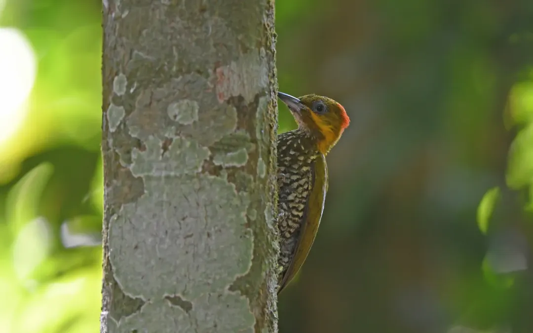 File:Piculus leucolaemus 444770084.jpg