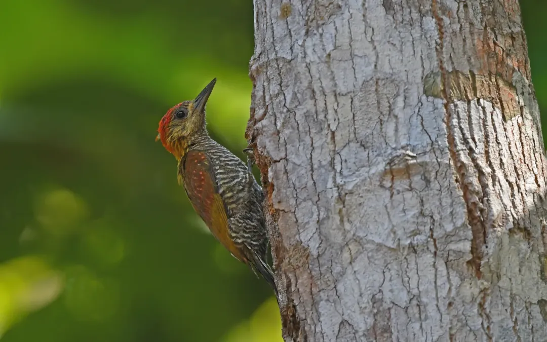 File:Piculus leucolaemus 444770096.jpg