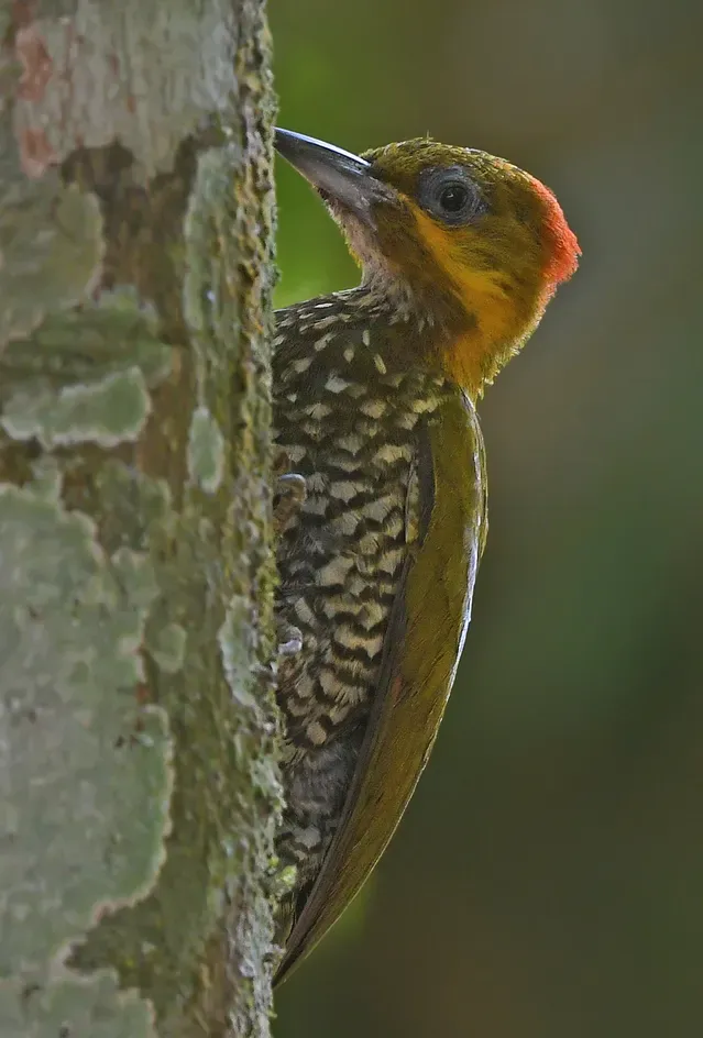 File:Piculus leucolaemus 444770084 (cropped).jpg